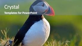  Presentation with cliff - Amazing slide deck having puffin standing on a grassy backdrop and a teal colored foreground