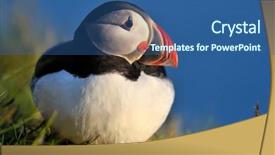  Presentation with driving over a cliff - Audience pleasing slides consisting of puffin standing on a grassy backdrop and a  colored foreground