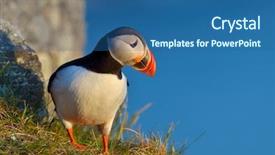  Presentation with standing on scooter - Slide deck having puffin standing on cliff fratercula background and a  colored foreground