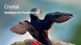  Presentation with driving over a cliff - Colorful presentation theme enhanced with puffin standing on cliff fratercula backdrop and a  colored foreground