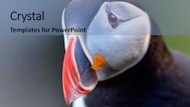  Presentation with cliff - Cool new theme with puffin standing on grassy cliff fratercula arctica backdrop and a seafoam green colored foreground