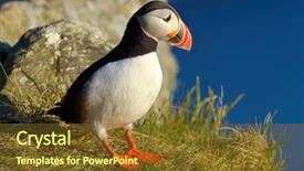  Presentation with standing on scooter - Beautiful slides featuring puffin standing on grassy cliff backdrop and a tawny brown colored foreground