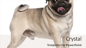  Presentation with old dog - Presentation theme consisting of pug 2 and a half background and a soft green colored foreground