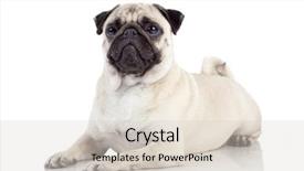  Presentation with evaluation of 5 years old boy - Amazing presentation theme having seaweed salad backdrop and a tawny brown colored foreground