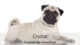  Presentation with 4 years old children and doctor - Colorful theme enhanced with pug 2 years old lying backdrop and a  colored foreground