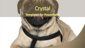  Presentation with 4 years old children and doctor - Amazing PPT theme having pug 2 years old lying in front of white background backdrop and a tawny brown colored foreground