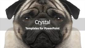  Presentation with 30 years service award - Colorful PPT theme enhanced with pug 4 years in front backdrop and a dark gray colored foreground