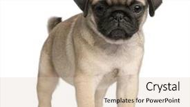  Presentation with black and white old phone - Slides featuring pug 8 weeks old standing background and a lemonade colored foreground