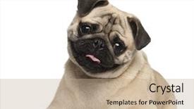  Presentation with old - Presentation theme having pug 9 months old lying background and a coral colored foreground