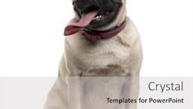  Presentation with tongue - Colorful PPT theme enhanced with pug 9 months old with a disproportionate tongue sitting in front of a white background backdrop and a light gray colored foreground