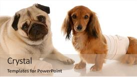  Presentation with animal health - Audience pleasing PPT theme consisting of pug and dachshund with wound backdrop and a coral colored foreground