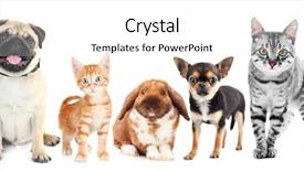  Presentation with pets - Slides consisting of pug dog - cute friendly pets on white background and a white colored foreground