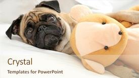  Presentation with toy - Presentation with pug dog and toy bear background and a cream colored foreground