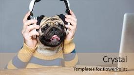  Presentation with cute christmas pug puppy dog - Slides having pug dog head in headphones background and a  colored foreground