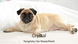  Presentation with bed - Theme consisting of pug dog lying in bed background and a lemonade colored foreground