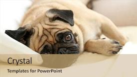  Presentation with bed - PPT theme featuring pug dog lying in bed background and a coral colored foreground
