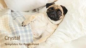  Presentation with bed - Presentation with pug dog lying in bed background and a lemonade colored foreground