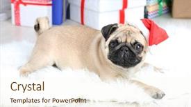 Presentation with cute christmas pug puppy dog - Slide deck with pug dog on white carpet background and a cream colored foreground