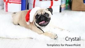  Presentation with cute christmas pug puppy dog - Cool new presentation with pug dog on white carpet backdrop and a sky blue colored foreground