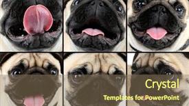  Presentation with dog - PPT theme consisting of pug-dog-portraits-collage background and a violet colored foreground