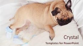  Presentation with cute christmas pug puppy dog - Cool new PPT theme with pug dog sleeping in bed backdrop and a lemonade colored foreground