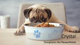  Presentation with dog food - Presentation featuring pug dog with food bowl background and a mint green colored foreground