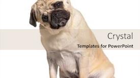  Presentation with curiosity - PPT theme having pug-looking-down-with-curiosity background and a  colored foreground
