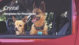  Presentation with vintage retro - Audience pleasing slide deck consisting of pug mix in a red backdrop and a dark gray colored foreground