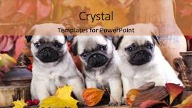  Presentation with autumn - Colorful slide deck enhanced with gnome - pug puppies in the autumn backdrop and a gold colored foreground