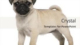  Presentation with old dog - Presentation theme enhanced with pug puppy 3 months old background and a soft green colored foreground