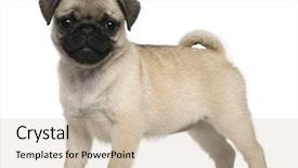  Presentation with old dog - Beautiful PPT theme featuring pug puppy 3 months old backdrop and a soft green colored foreground