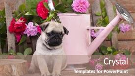  Presentation with war roses tudor rose - Colorful slide set enhanced with pug puppy and flower roses backdrop and a coral colored foreground