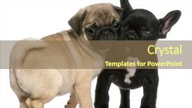 Presentation with puppy - PPT layouts featuring pug puppy and french bulldog background and a violet colored foreground
