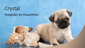  Presentation with sea shells - Slide deck consisting of pug puppy and sea shells background and a light blue colored foreground