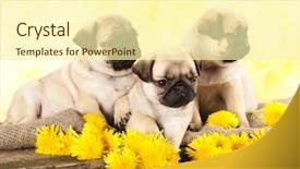  Presentation with jasmine spring flowers - Theme enhanced with pug puppy and spring dandelions background and a cream colored foreground