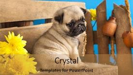  Presentation with jasmine spring flowers - Slide deck having pug puppy and spring flowers background and a gold colored foreground