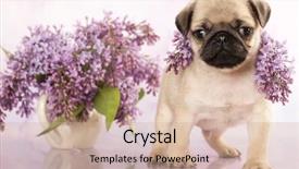  Presentation with cute christmas pug puppy dog - Audience pleasing PPT layouts consisting of pug puppy and spring lila backdrop and a coral colored foreground