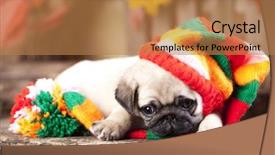  Presentation with puppy - Audience pleasing presentation theme consisting of pug puppy in gnome hat backdrop and a  colored foreground