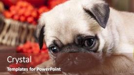  Presentation with cute christmas pug puppy dog - Theme featuring pug-puppy-in-the-autumn background and a tawny brown colored foreground