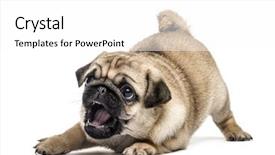  Presentation with cute christmas pug puppy dog - Audience pleasing presentation theme consisting of pug puppy playing isolated backdrop and a white colored foreground
