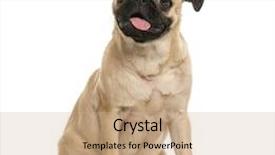  Presentation with cute christmas pug puppy dog - Slide set enhanced with pug puppy sitting 6 months background and a coral colored foreground