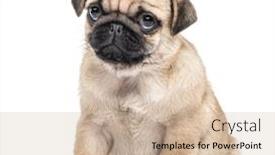  Presentation with puppy - Amazing slide deck having pug-puppy-sitting-isolated backdrop and a soft green colored foreground