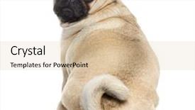  Presentation with camera - PPT theme featuring pug sitting and looking background and a soft green colored foreground