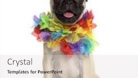 Presentation with hawaiian - Slide deck having pug sitting wearing a hawaiian lei isolated on white background and a light gray colored foreground