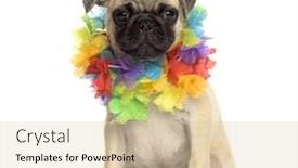  Presentation with hawaiian - Cool new slide deck with pug sitting wearing a hawaiian lei isolated on white backdrop and a lemonade colored foreground