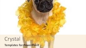  Presentation with hawaiian - Beautiful PPT theme featuring pug standing wearing a hawaiian lei isolated on white backdrop and a yellow colored foreground