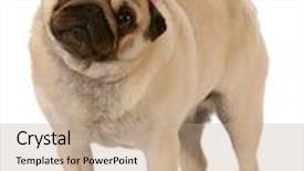  Presentation with birthday - Amazing theme having pug standing wearing birthday hat on white background backdrop and a coral colored foreground