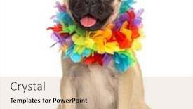 Presentation with hawaiian - Amazing PPT layouts having pug wearing a hawaiian lei dog isolated on white backdrop and a coral colored foreground
