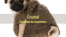  Presentation with shoulder - Amazing slide deck having pug wearing fur coat looking over shoulder isolated on white background backdrop and a tawny brown colored foreground