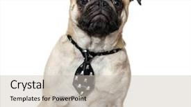  Presentation with blue and white tie dye swirl - Audience pleasing theme consisting of pug wearing tie against white backdrop and a  colored foreground